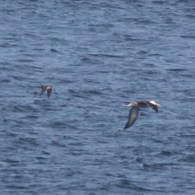 Pink-footed Shearwater - ML85728031