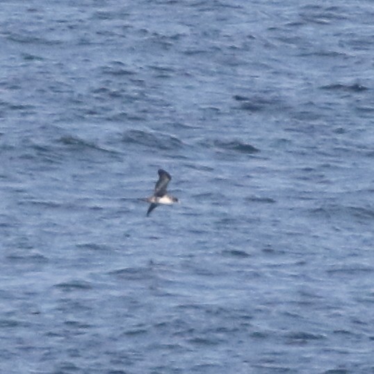 Pink-footed Shearwater - ML85728051