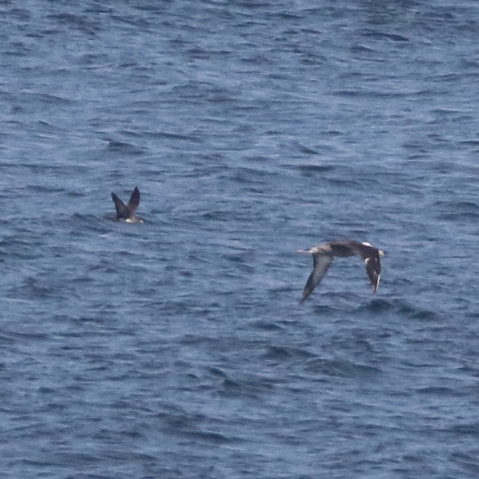 Pink-footed Shearwater - ML85728071