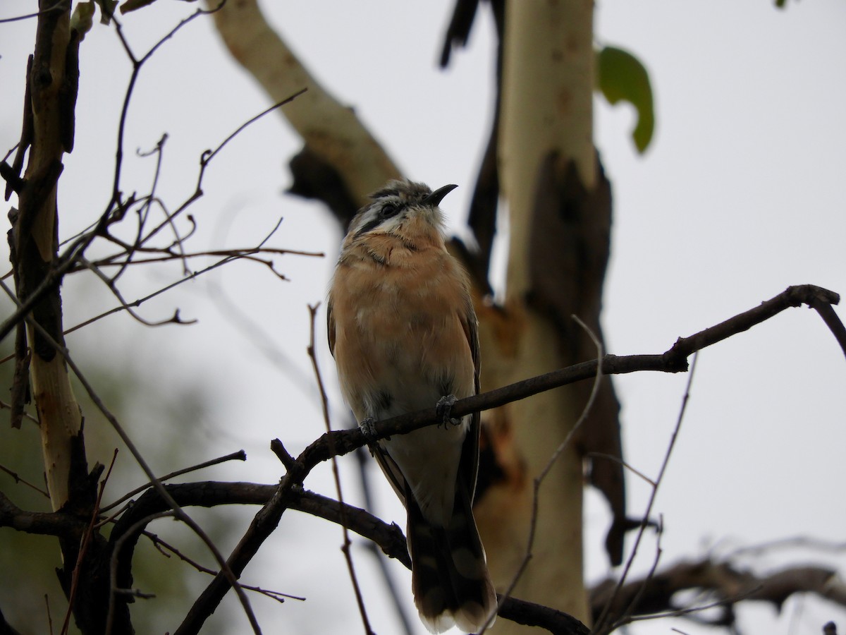 Black-eared Cuckoo - Anonymous