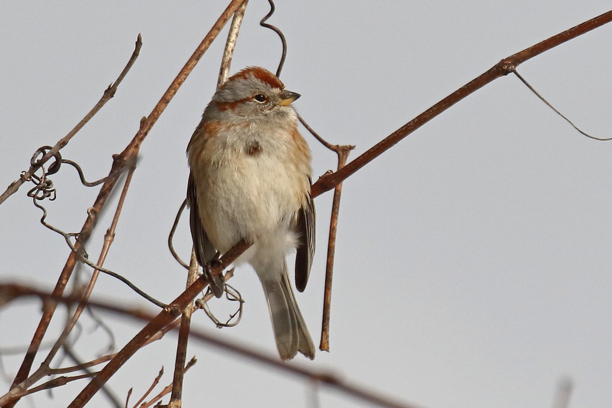 American Tree Sparrow - ML85731101