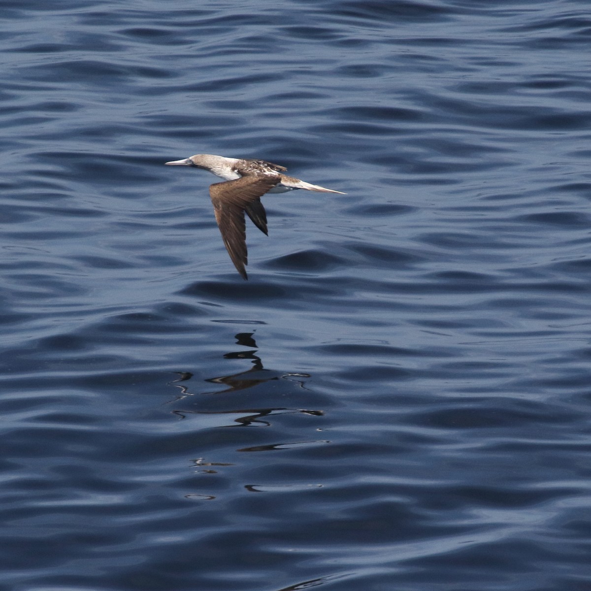 Blue-footed Booby - ML85732051