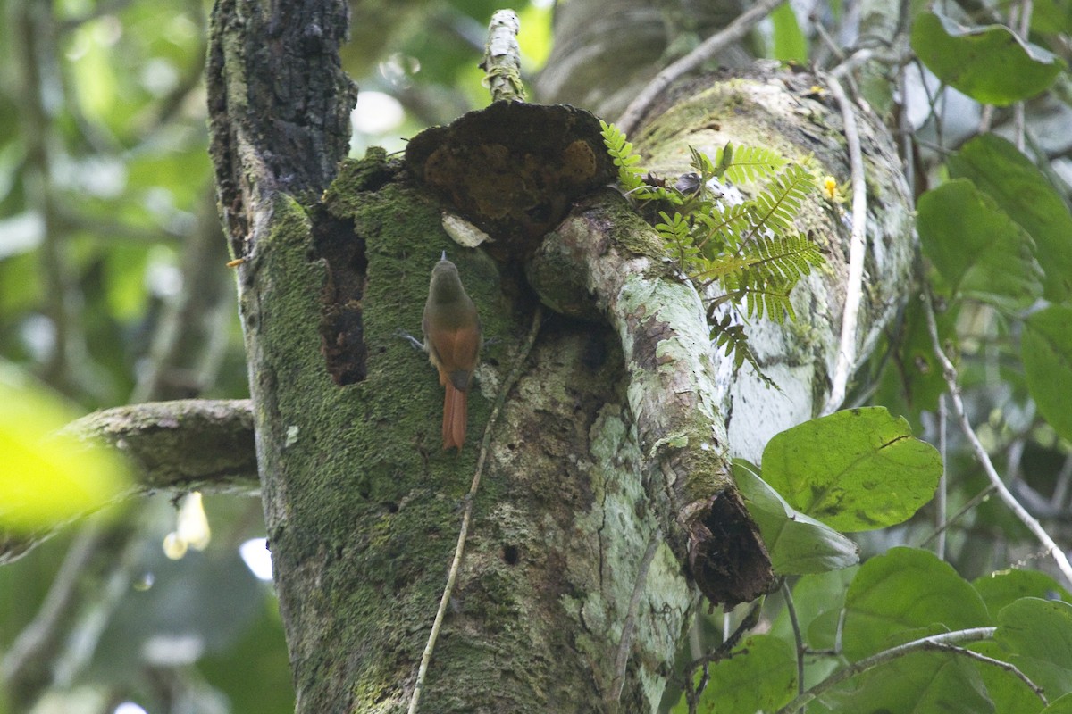 Olivaceous Woodcreeper (Amazonian) - Gordon Dimmig