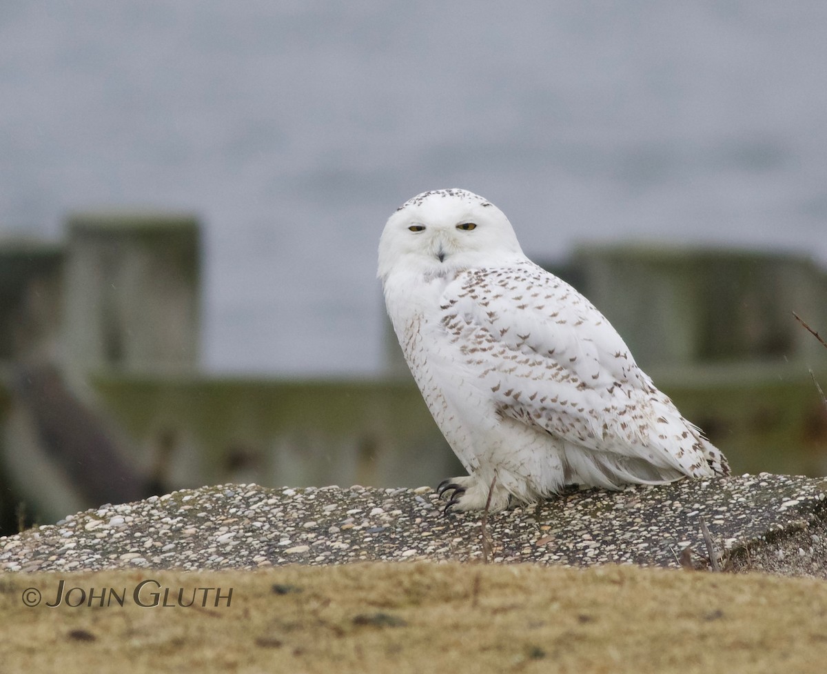 Snowy Owl - ML85732711
