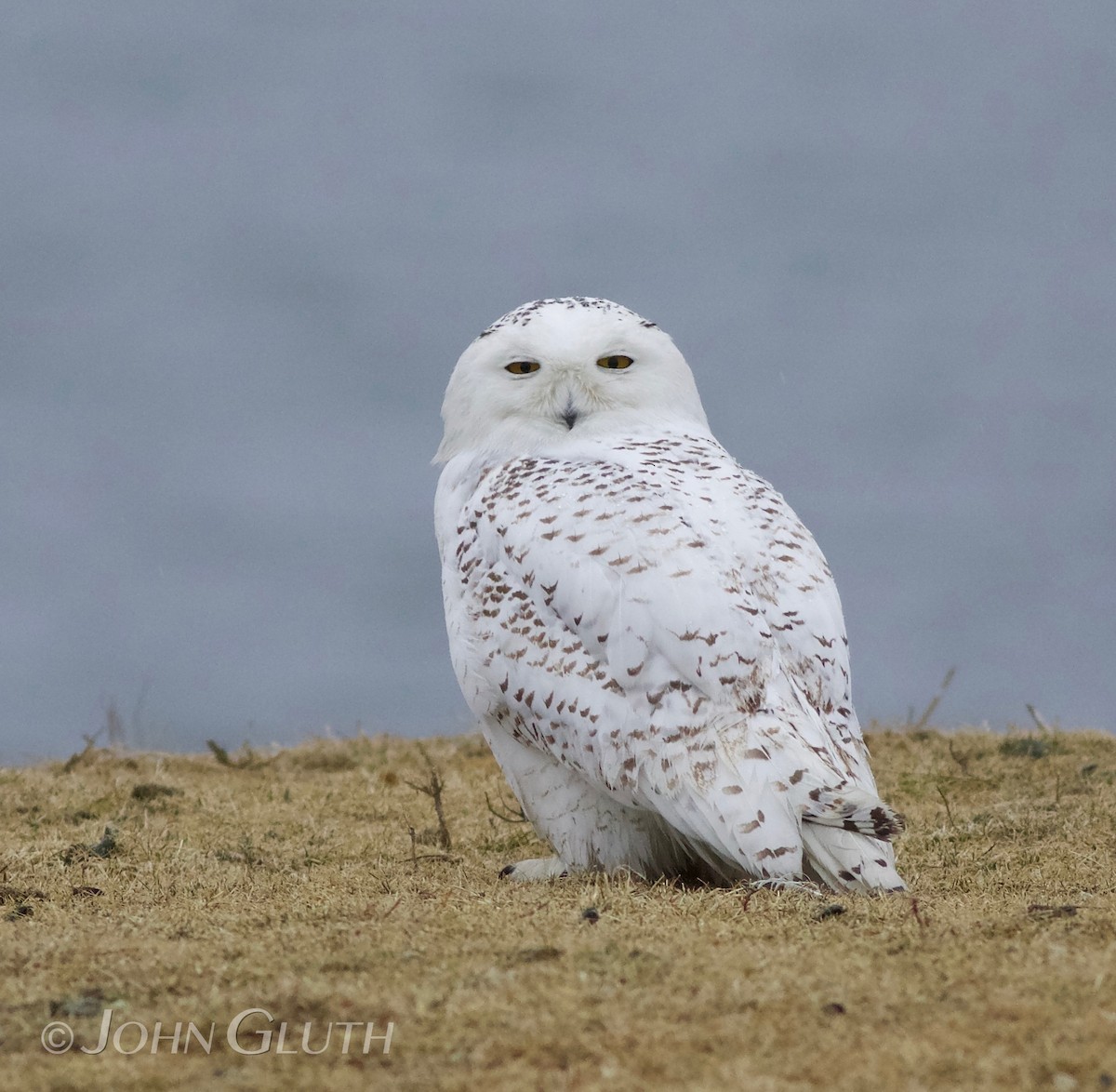 Snowy Owl - ML85732721