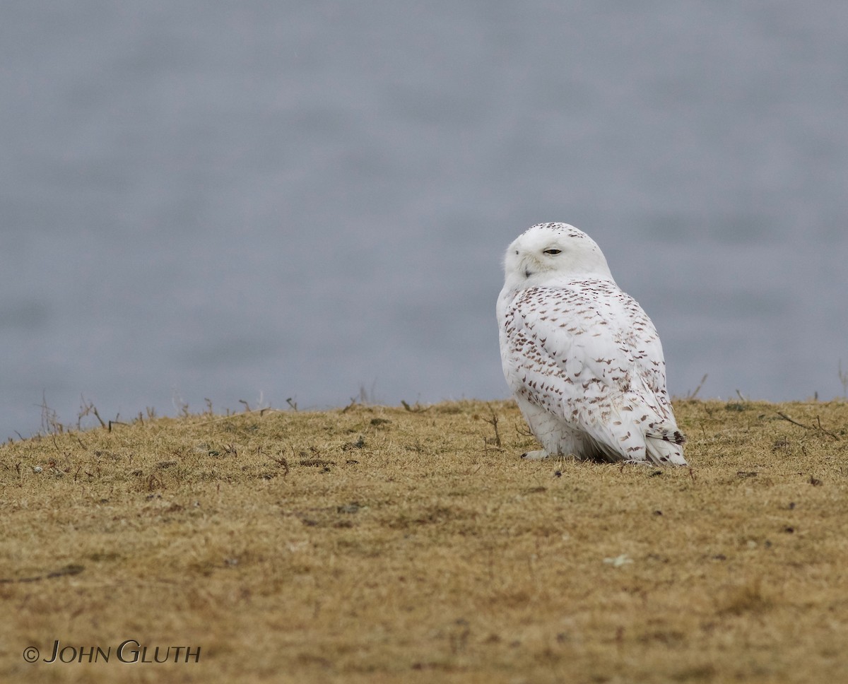 Snowy Owl - ML85732731