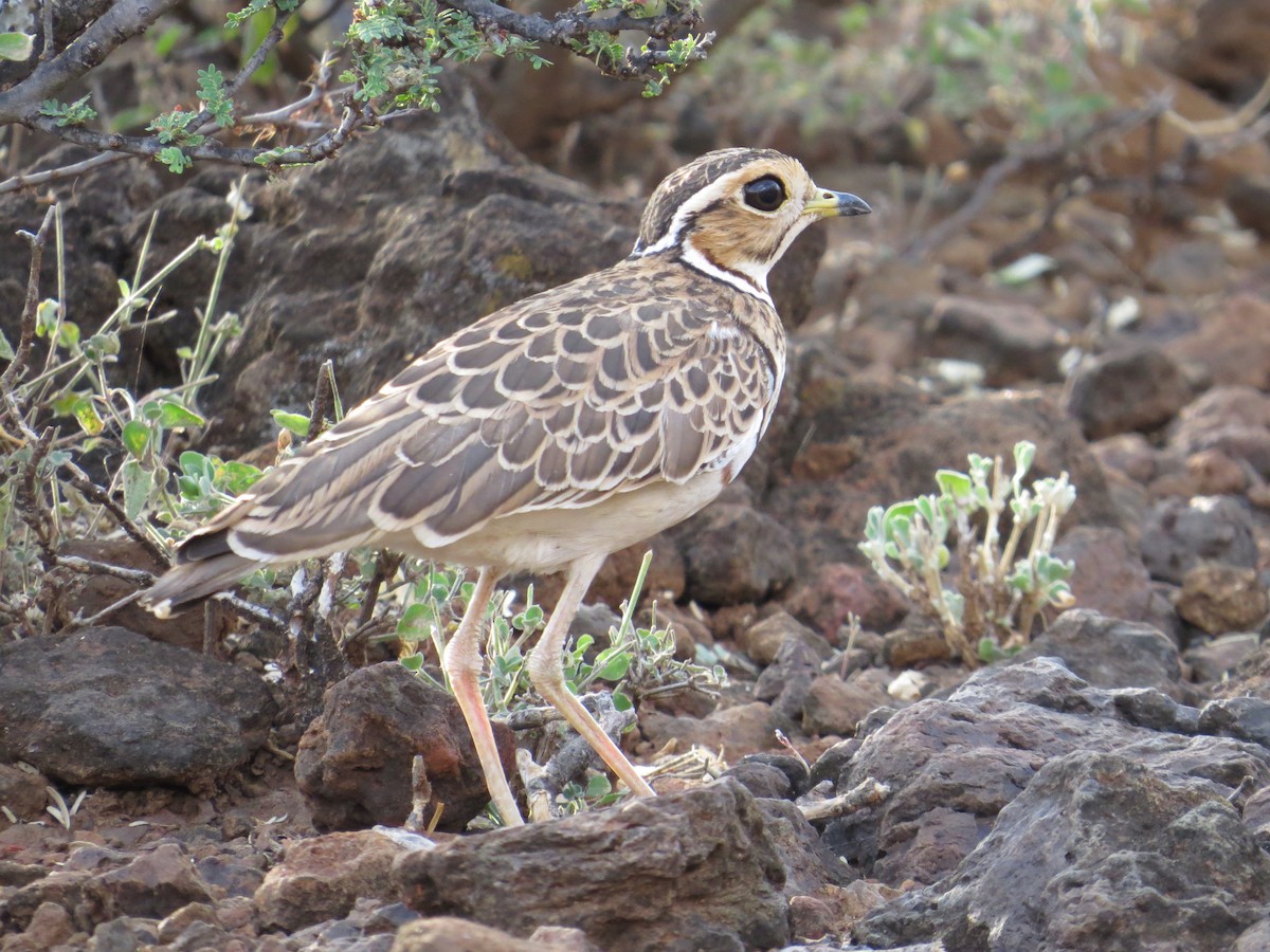 Three-banded Courser - ML85733251