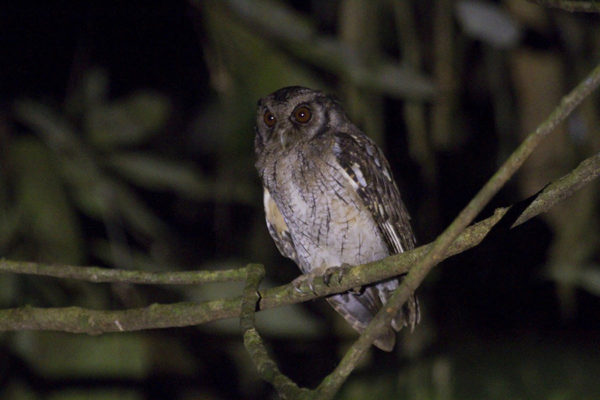 Tawny-bellied Screech-Owl - Gordon Dimmig