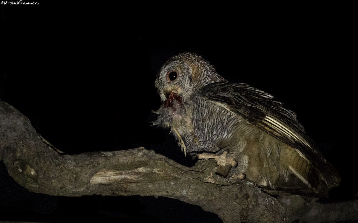 Mottled Wood-Owl - abhishek ravindra