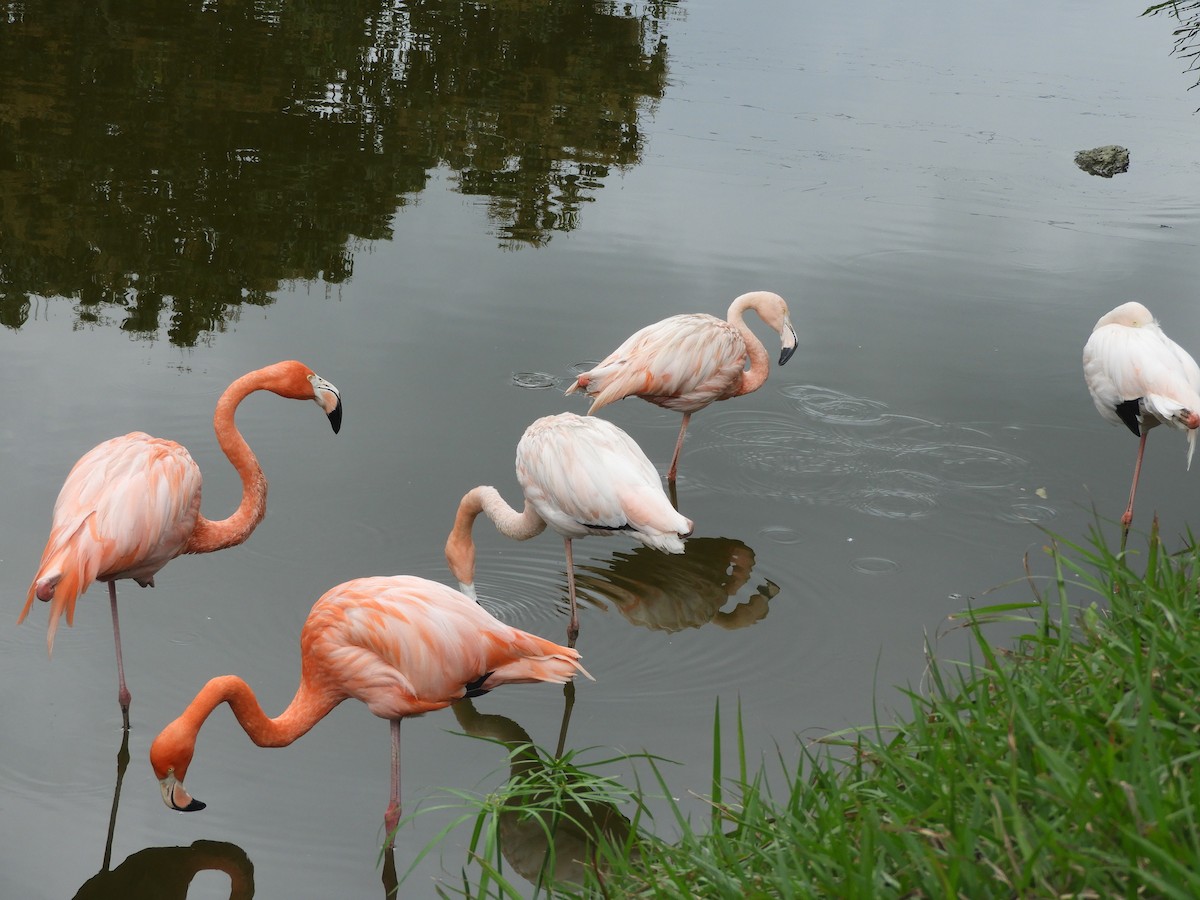 American Flamingo - Denis Corbeil