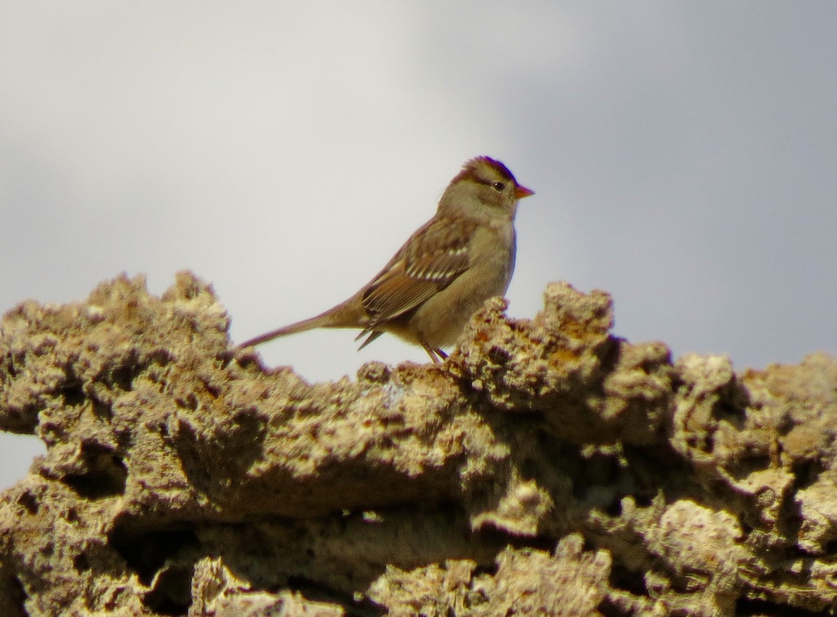 White-crowned Sparrow - ML85736371