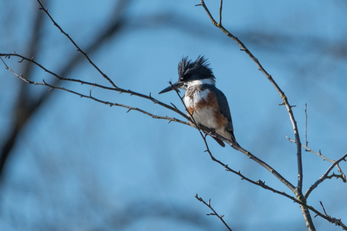 Belted Kingfisher - Mark McAnally