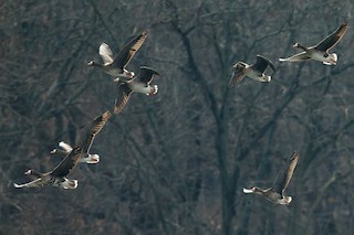 Greater White-fronted Goose, ML85740721