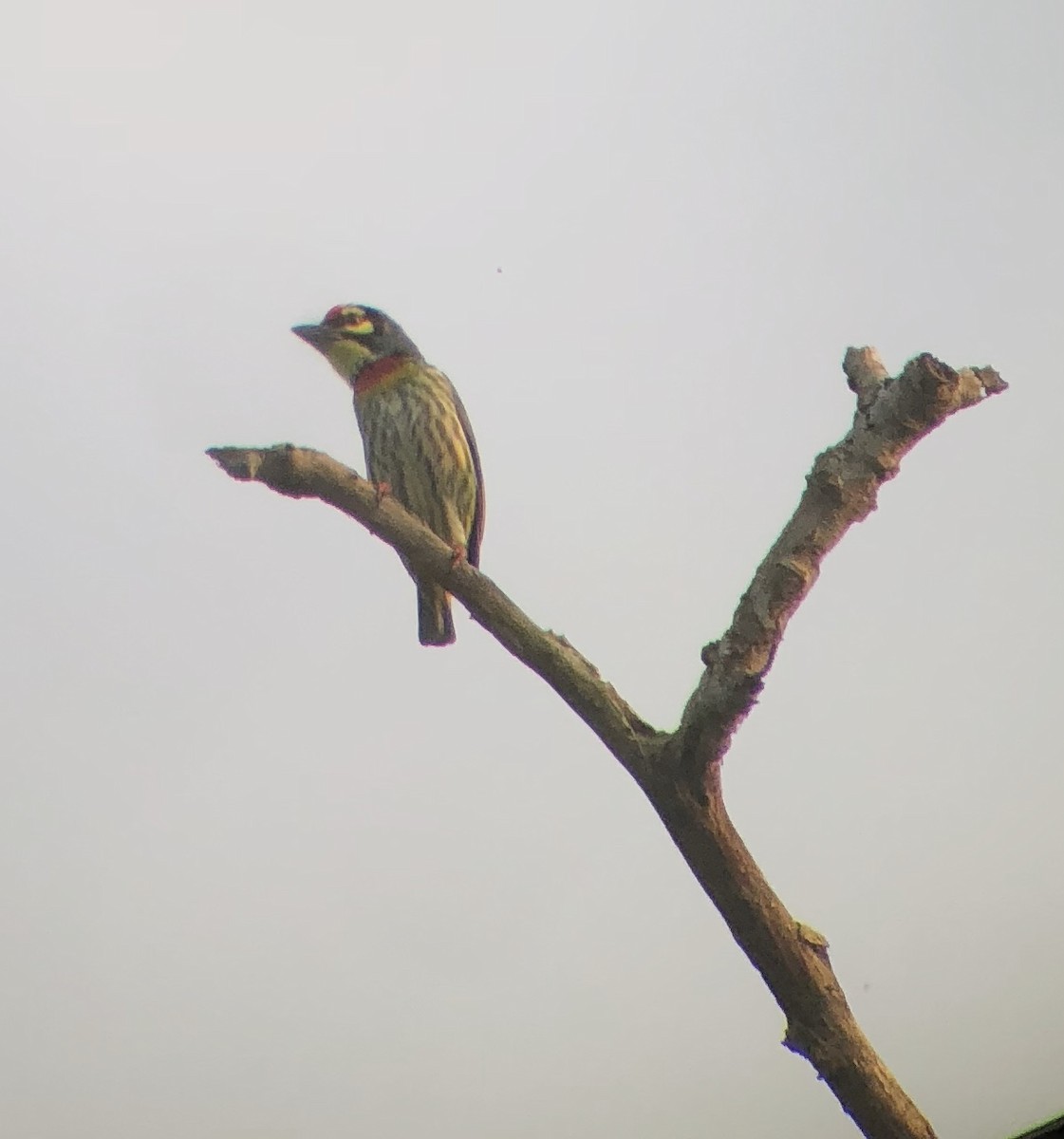 Coppersmith Barbet - Xiuling Wei