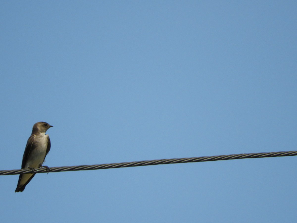 Northern Rough-winged Swallow - ML85744491