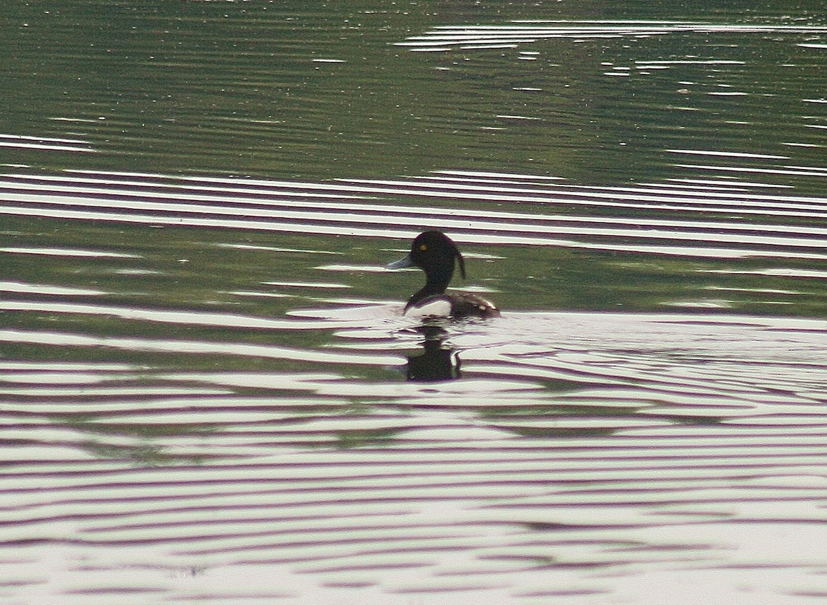 Tufted Duck - ML85744841