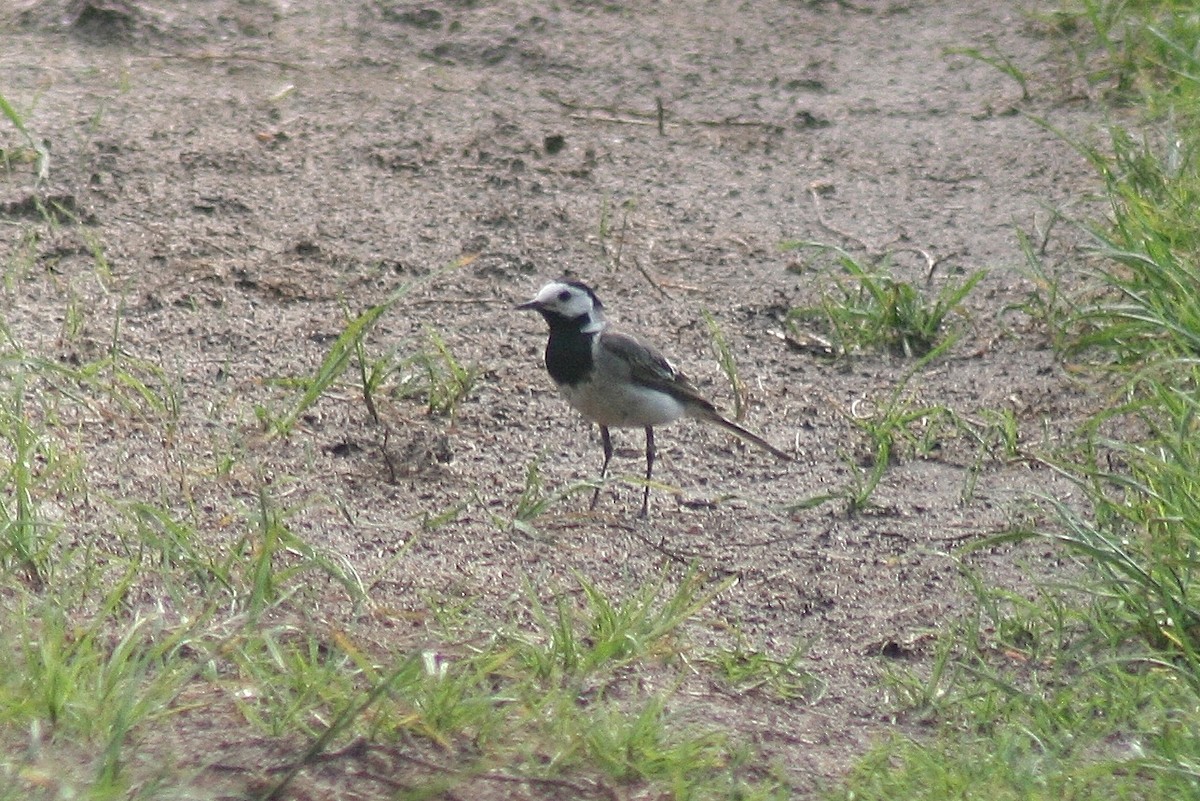 White Wagtail (White-faced) - ML85744991