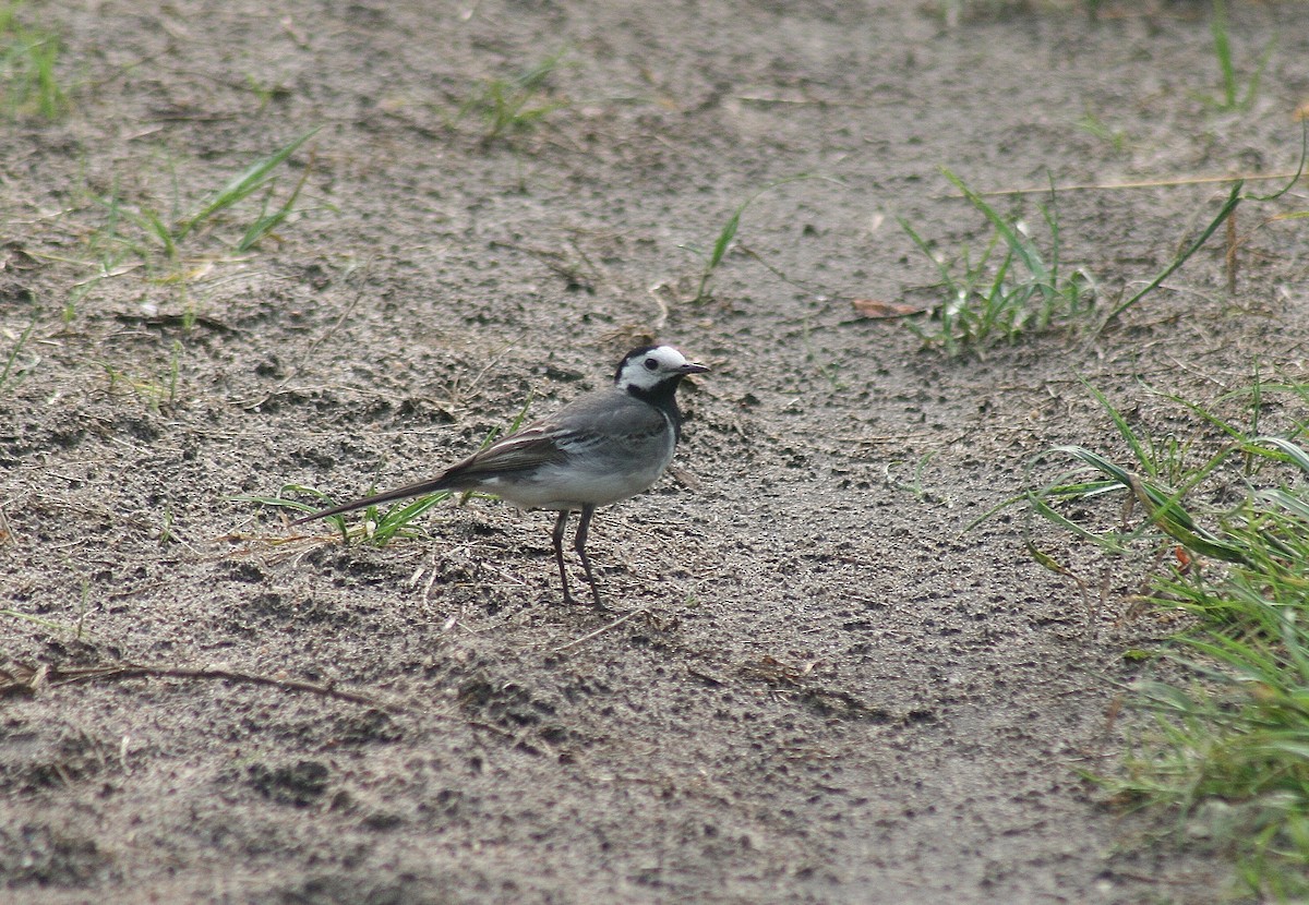 White Wagtail (White-faced) - ML85745041