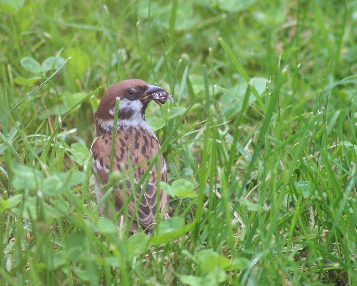 Eurasian Tree Sparrow - ML85745661