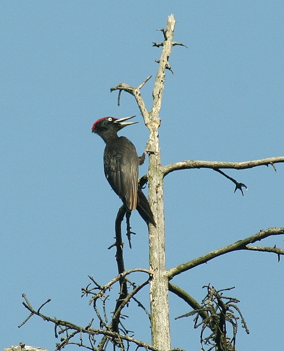 Black Woodpecker - Albert Linkowski