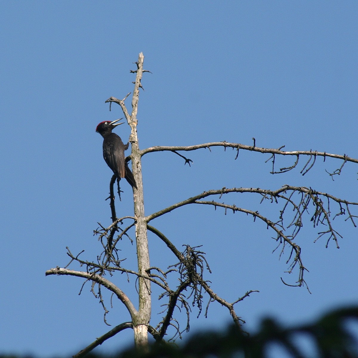 Black Woodpecker - ML85745761