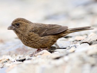  - Taiwan Rosefinch