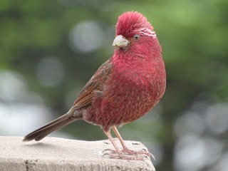  - Taiwan Rosefinch