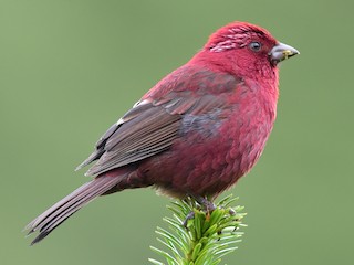  - Taiwan Rosefinch