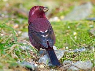  - Taiwan Rosefinch