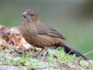  - Taiwan Rosefinch