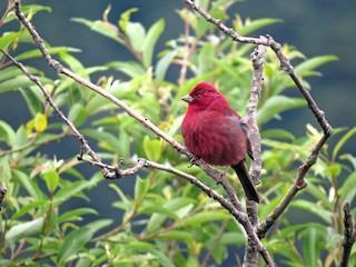  - Taiwan Rosefinch