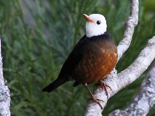 Taiwan Thrush - eBird