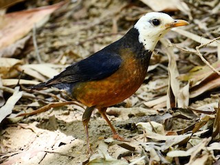 Taiwan Thrush - eBird