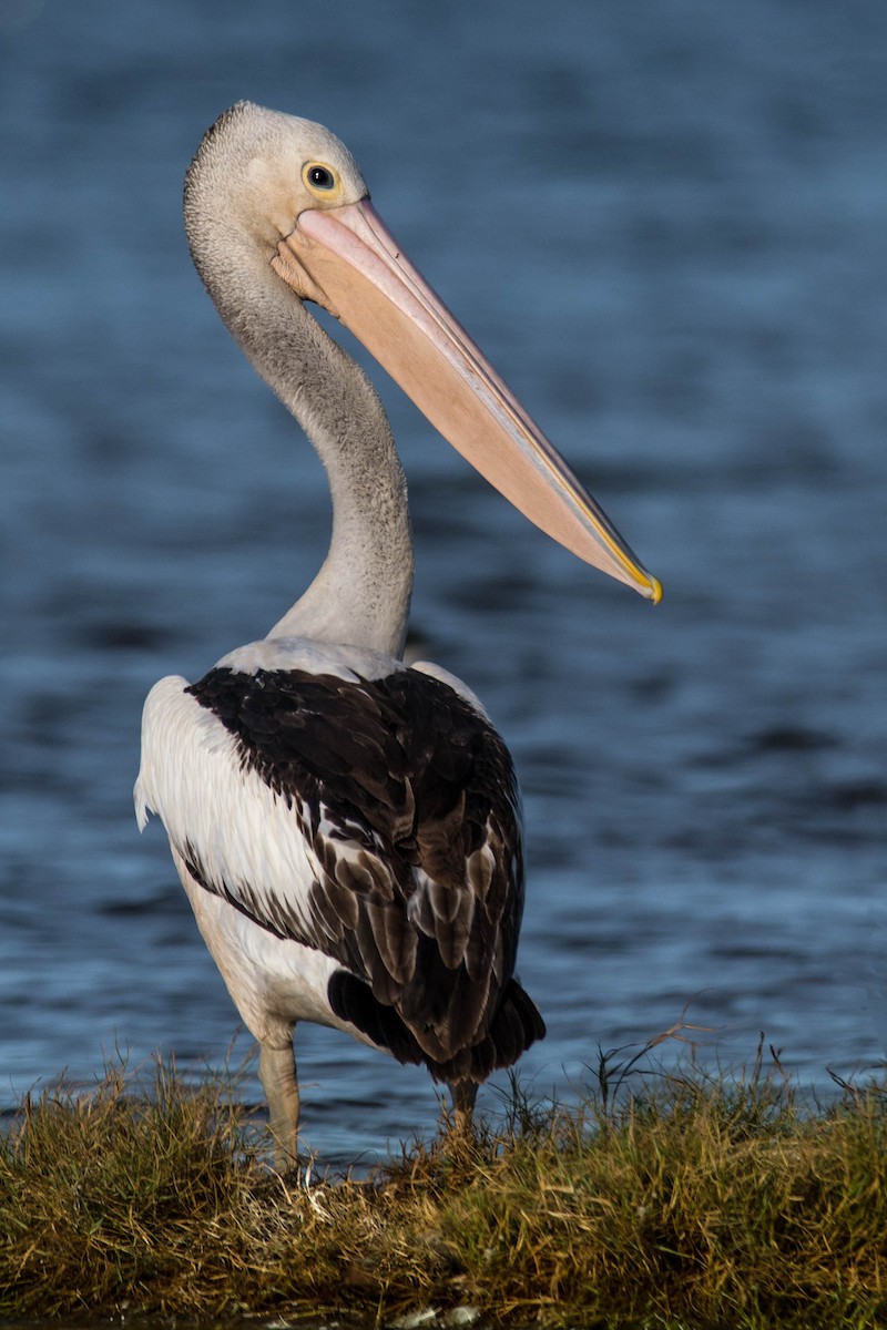 pelikán australský - ML85747231