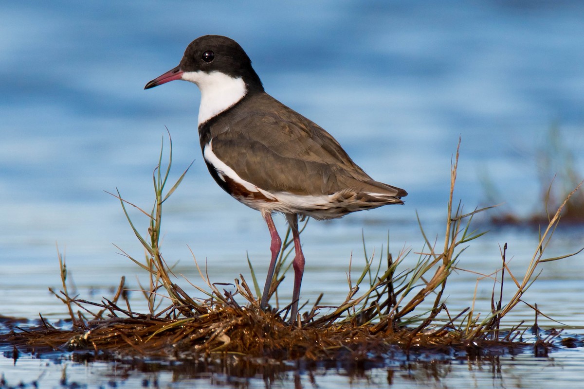 Red-kneed Dotterel - ML85747241