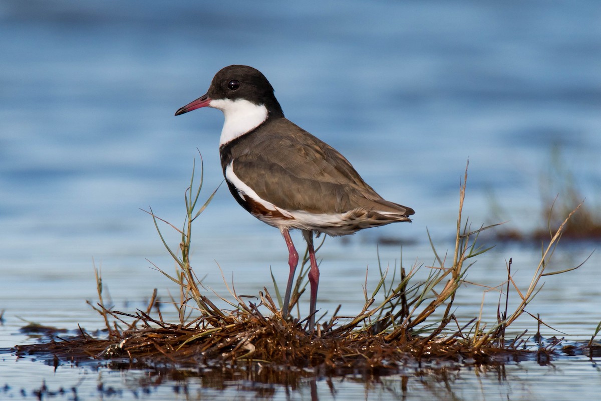 Red-kneed Dotterel - ML85747251