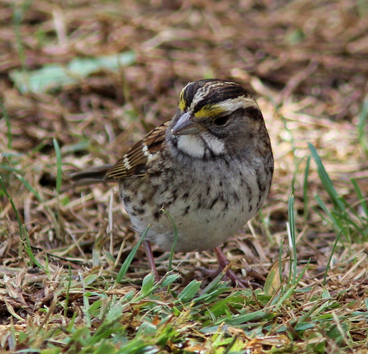 White-throated Sparrow - Chet McGaugh