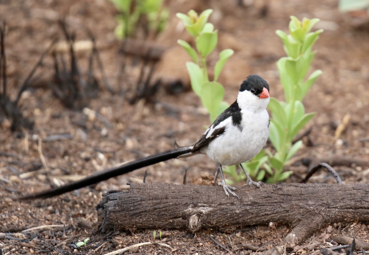 Pin-tailed Whydah - ML85749431