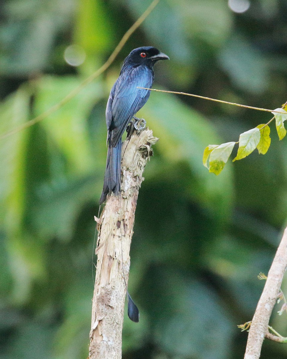 Greater Racket-tailed Drongo - ML85749491