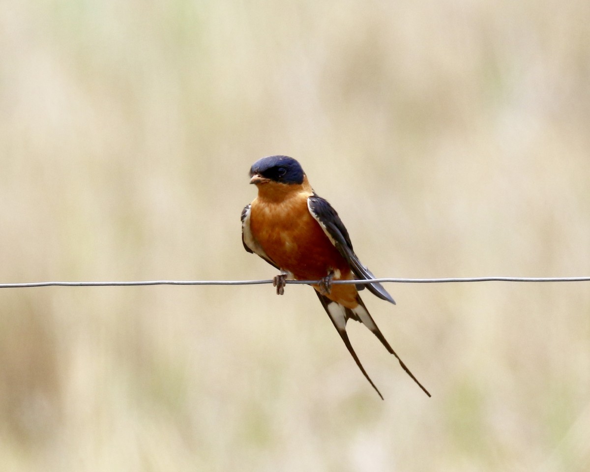 Rufous-chested Swallow - ML85750041