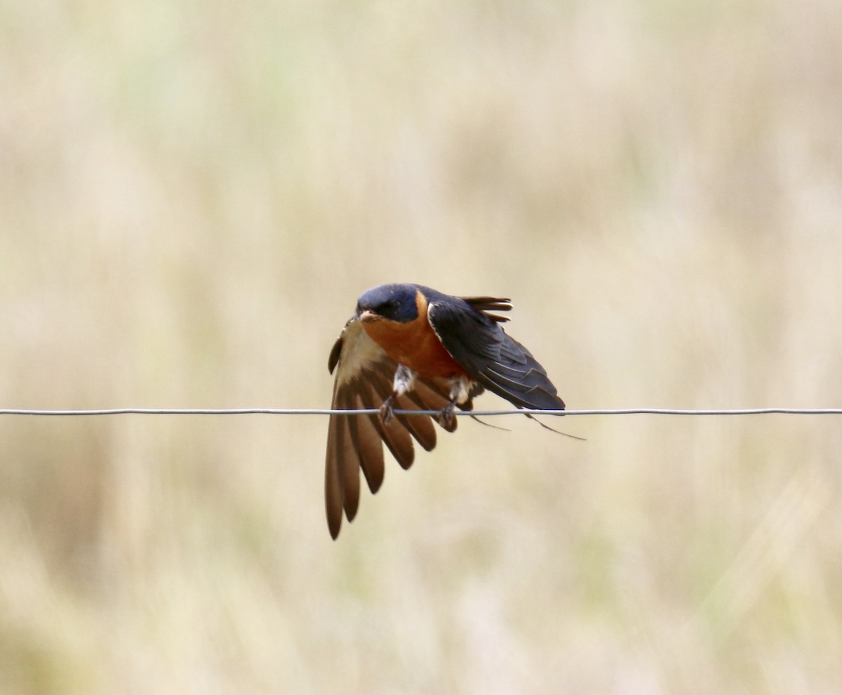 Rufous-chested Swallow - ML85750051