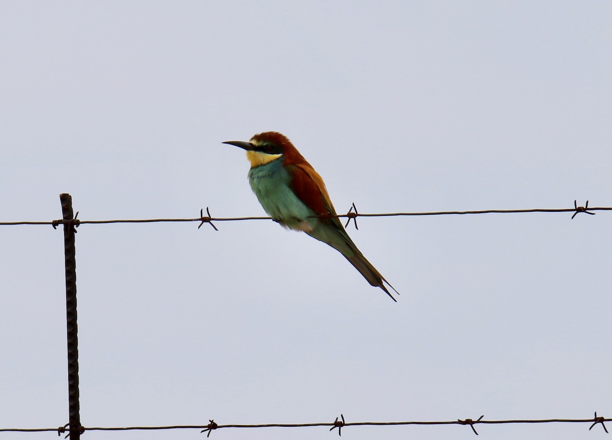 European Bee-eater - ML85750381