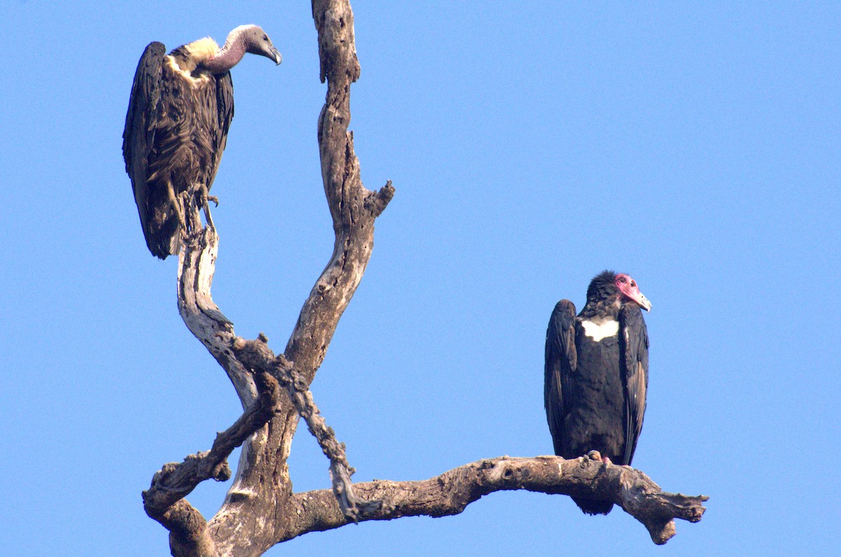 Red-headed Vulture - Hakimuddin F Saify