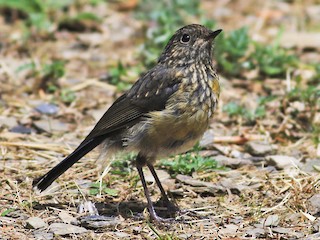  - Collared Bush-Robin