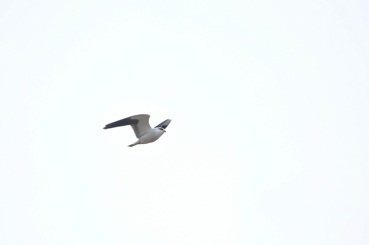 Black-winged Kite - Cheng-Ru Tsai