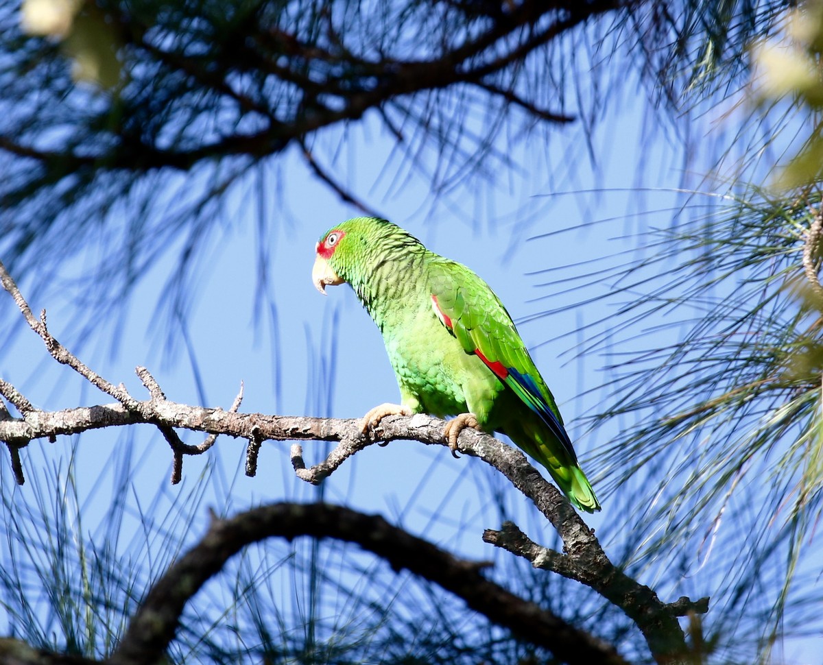 White-fronted Parrot - Victor Stoll