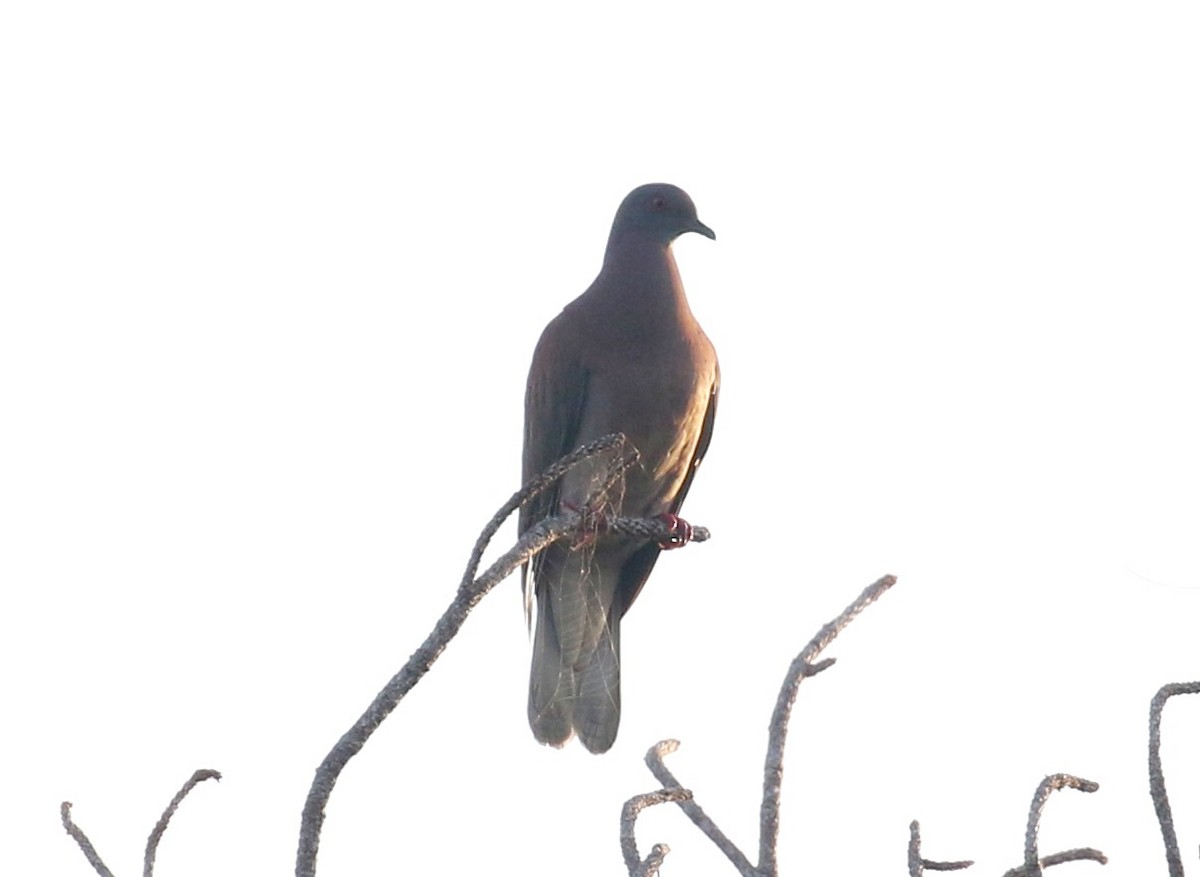 Pale-vented Pigeon - ML85755331