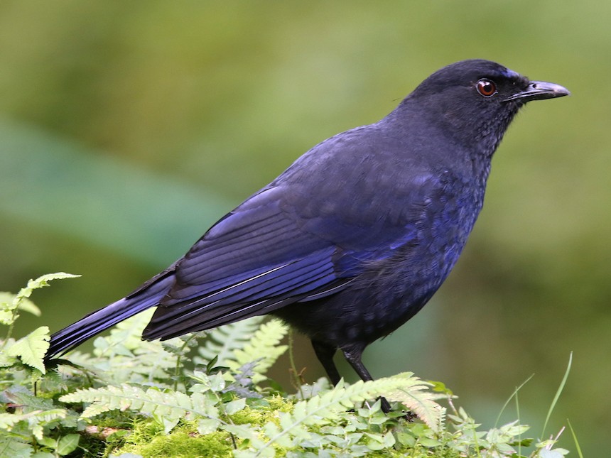 台灣紫嘯鶇 Ebird