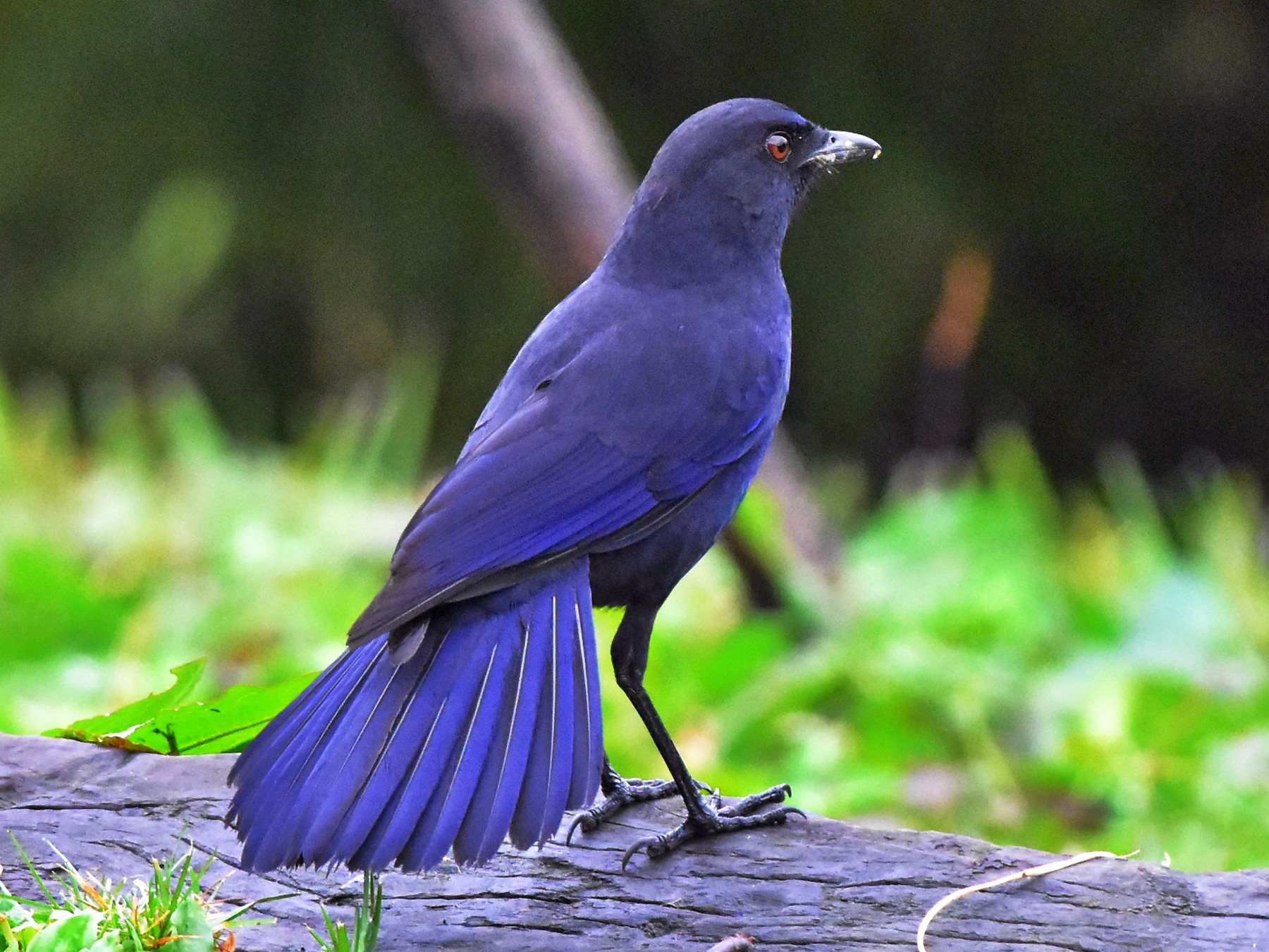 台灣紫嘯鶇 Ebird