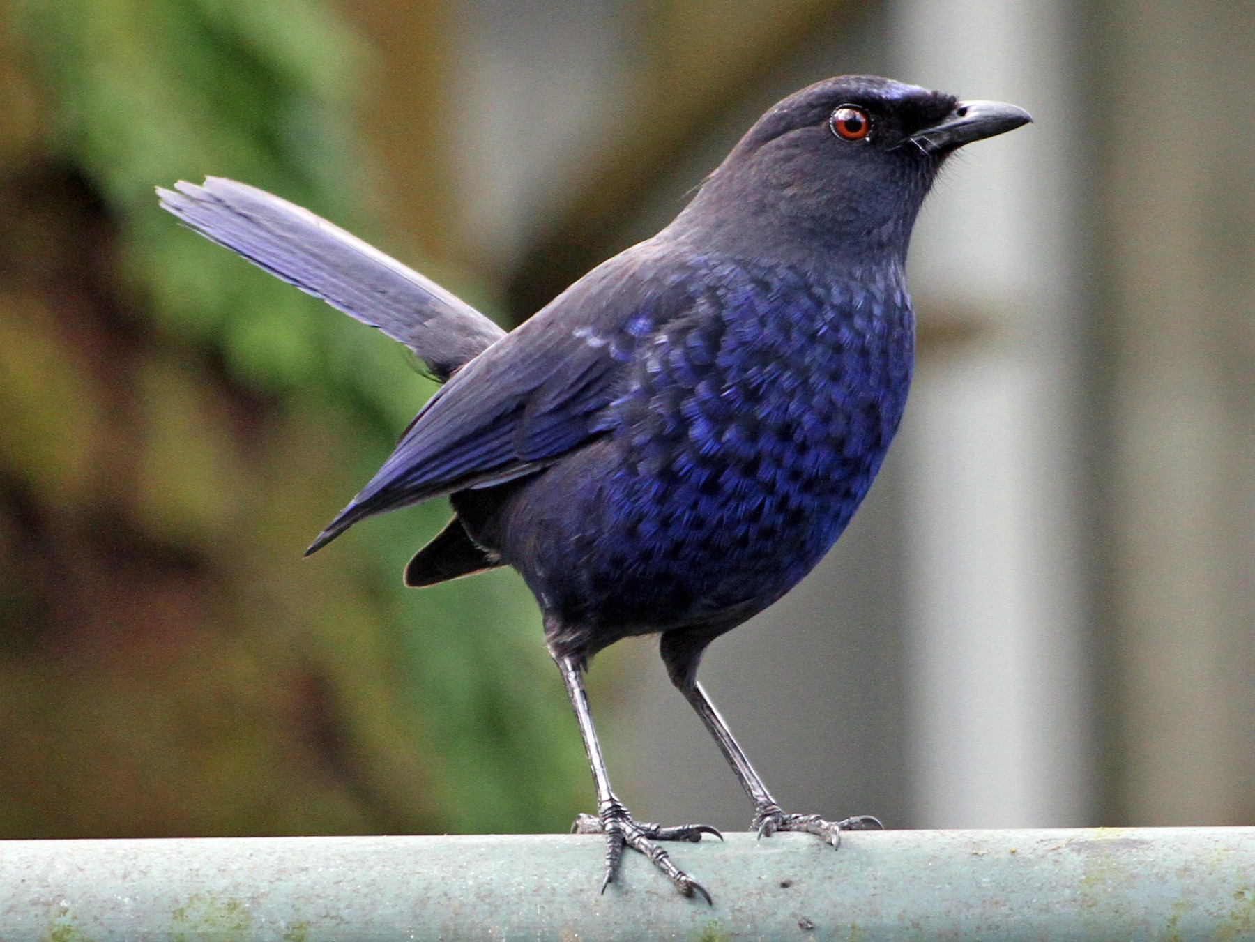 台灣紫嘯鶇 Ebird